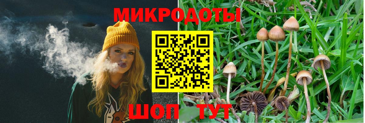 Псилоцибиновые грибы Cubensis Кандалакша